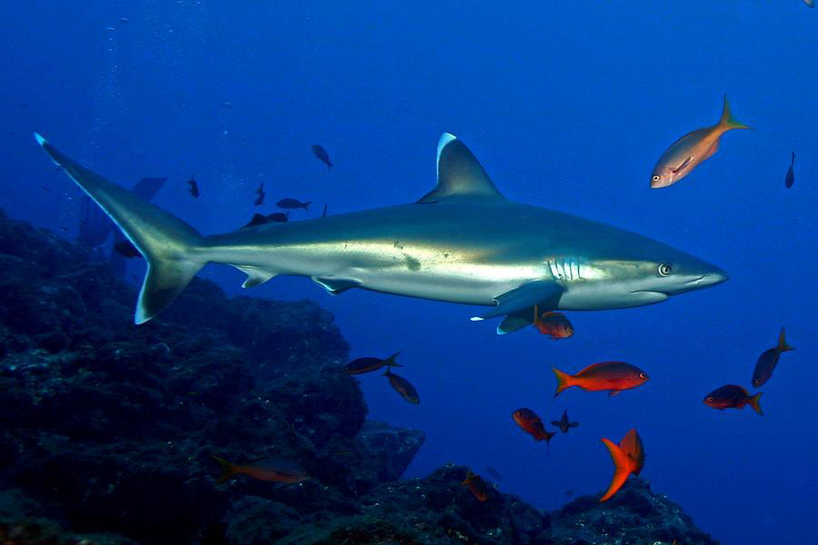 Carcharhinus albimarginatus (Squalo punte argentee)